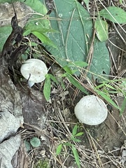 Lactarius vinaceorufescens