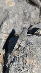 Oedipoda germanica