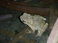 Phrynoidis asper