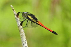 Protorthemis coronata