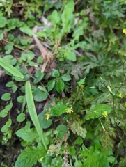 Youngia japonica