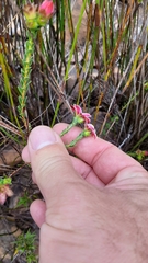 Adenandra