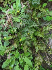 Youngia japonica