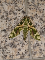 Daphnis nerii