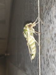 Daphnis nerii
