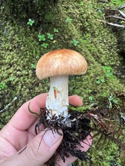 Cortinarius crassus