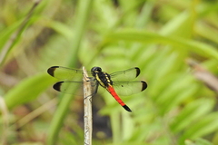 Protorthemis coronata