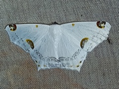 Sericoptera mahometaria