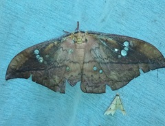 Copaxa multifenestrata