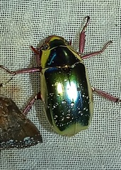 Chrysina pastori