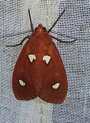 Hyperthaema orbicularis