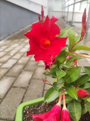 Mandevilla sanderi