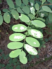 Parectopa robiniella