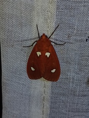 Hyperthaema orbicularis