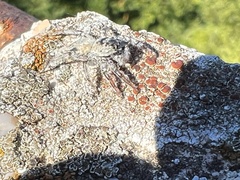 Menemerus