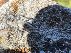 Menemerus