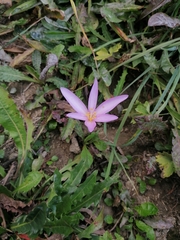 Colchicum