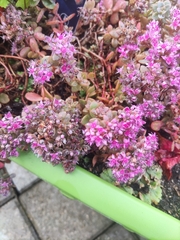 Hylotelephium cyaneum