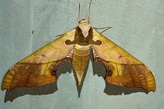 Adhemarius