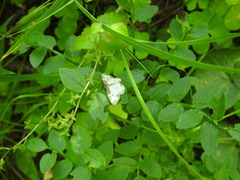Lomaspilis marginata