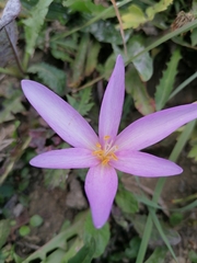 Colchicum