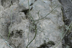 Archilochus colubris