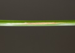 Cosmopterix clemensella