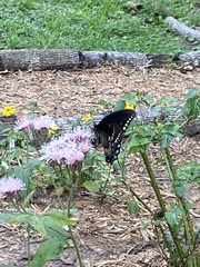 Papilio troilus