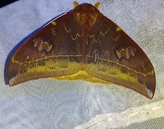 Automeris lauta