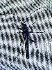 Strangalia melampus