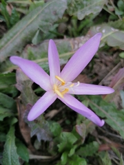 Colchicum