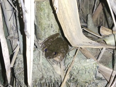 Limnonectes macrodon