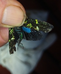 Fulgoridae