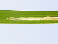 Cosmopterix clemensella