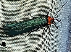 Apistosia judas