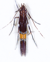 Cosmopterix clemensella
