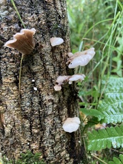Crepidotus