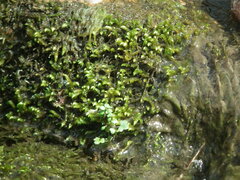 Drepanocladus
