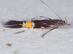 Cosmopterix clemensella