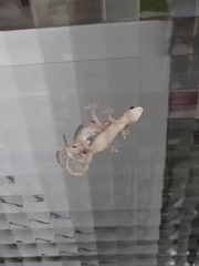 Hemidactylus frenatus