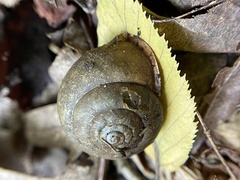 Neohelix albolabris