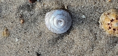 Calliostoma zizyphinum