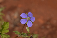 Erodium cygnorum