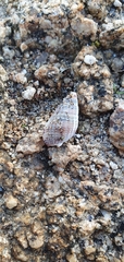 Tritia reticulata