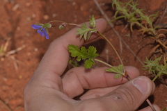 Erodium cygnorum