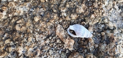 Tritia reticulata