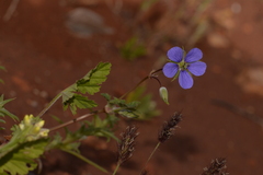 Erodium cygnorum
