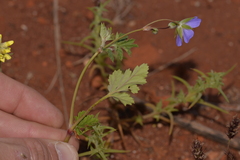 Erodium cygnorum