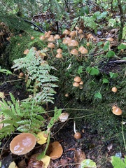 Psathyrella