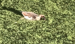 Alopochen aegyptiaca